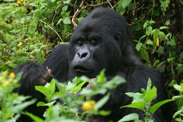 2-Day Gorilla Trekking, Culture & Twin Lakes Adventure Image