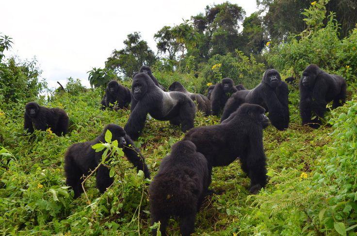 1 Day Mountain Gorilla Trekking experience Image