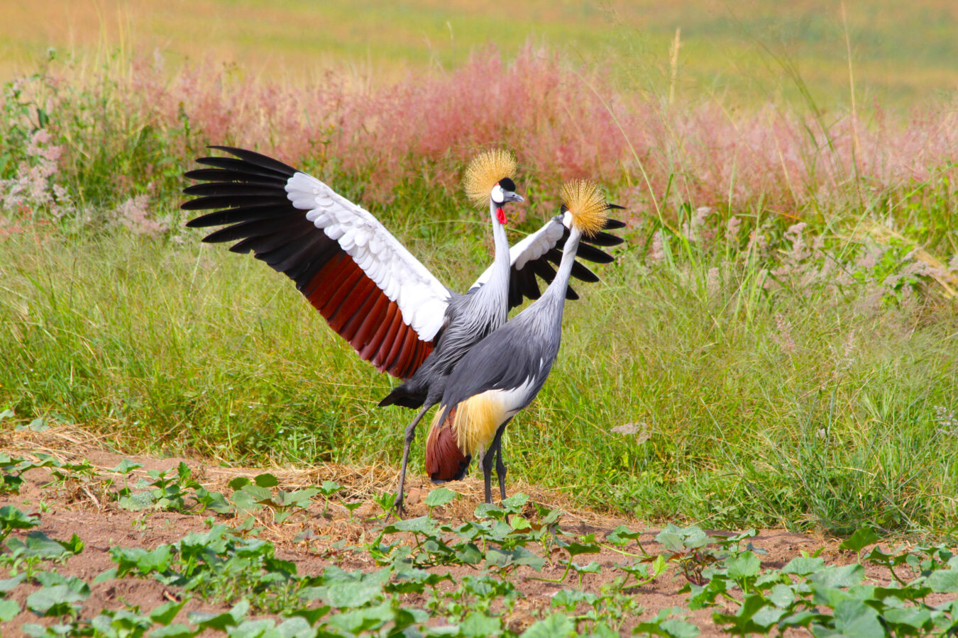 Kigali Nature Experience: Green Escapes in the Heart of the City Image