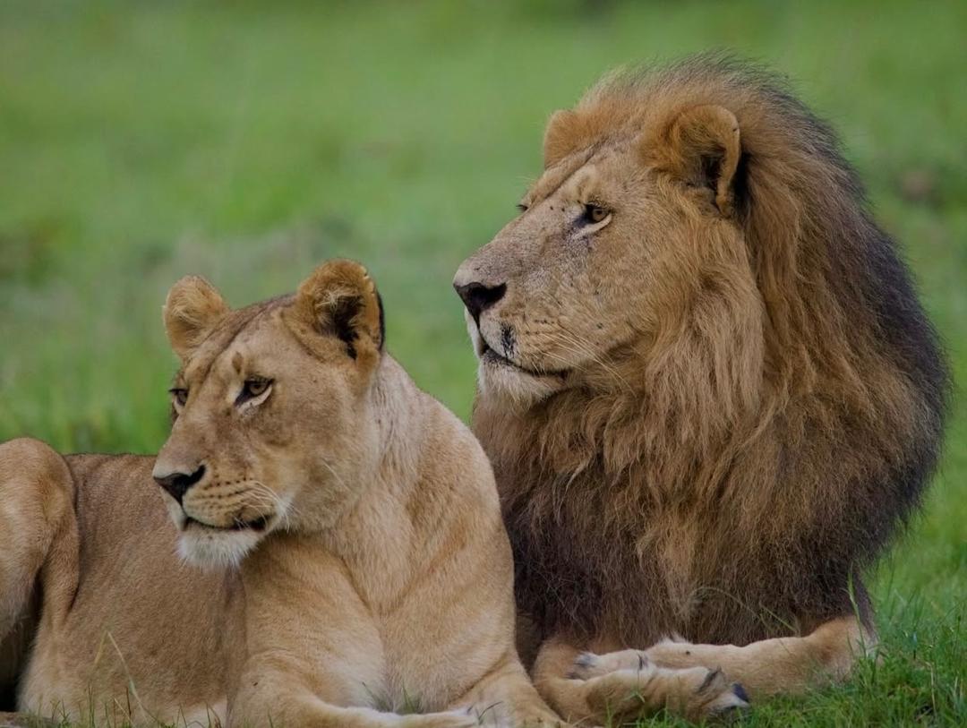 4-Day Rwanda Experience: Wildlife, Culture & Kigali Highlights Image