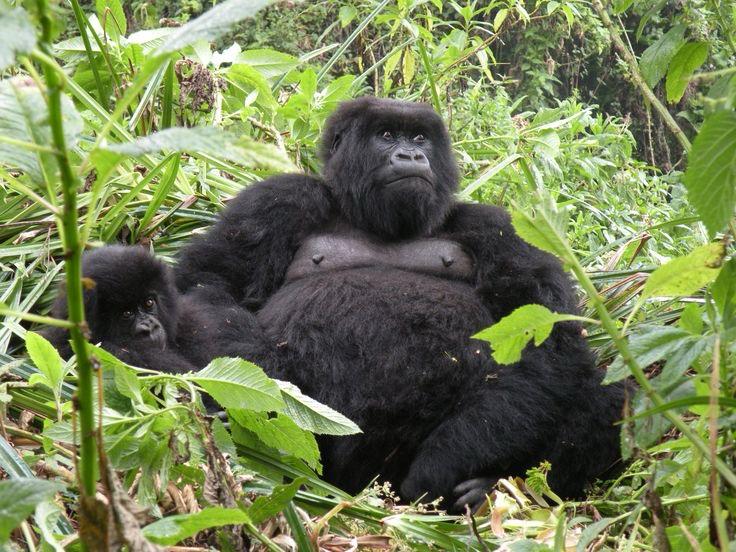 4-Day Rwanda Adventure: Gorilla Trekking & Akagera Safari Image
