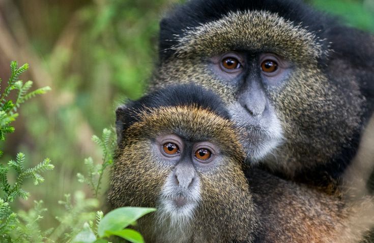 4-Day Rwanda Adventure: Golden Monkeys, Bisoke Hike & Culture" Image